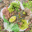 Wild Wood Bloom Gravel Mix-✨️