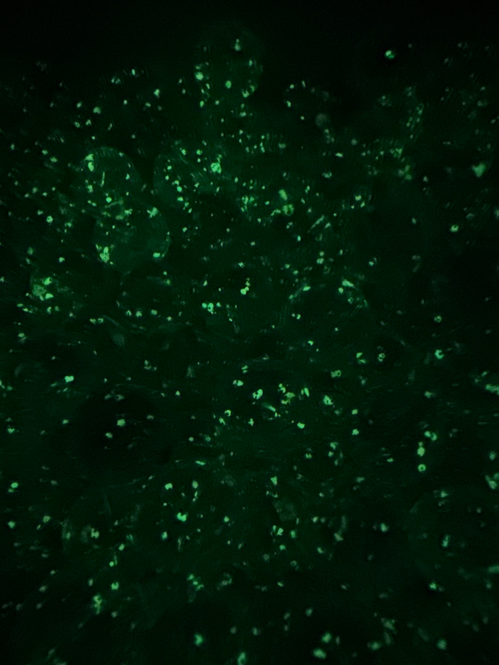 16mm Luminous Glitter Beads (single colors)