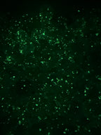 16mm Luminous Glitter Beads (single colors)