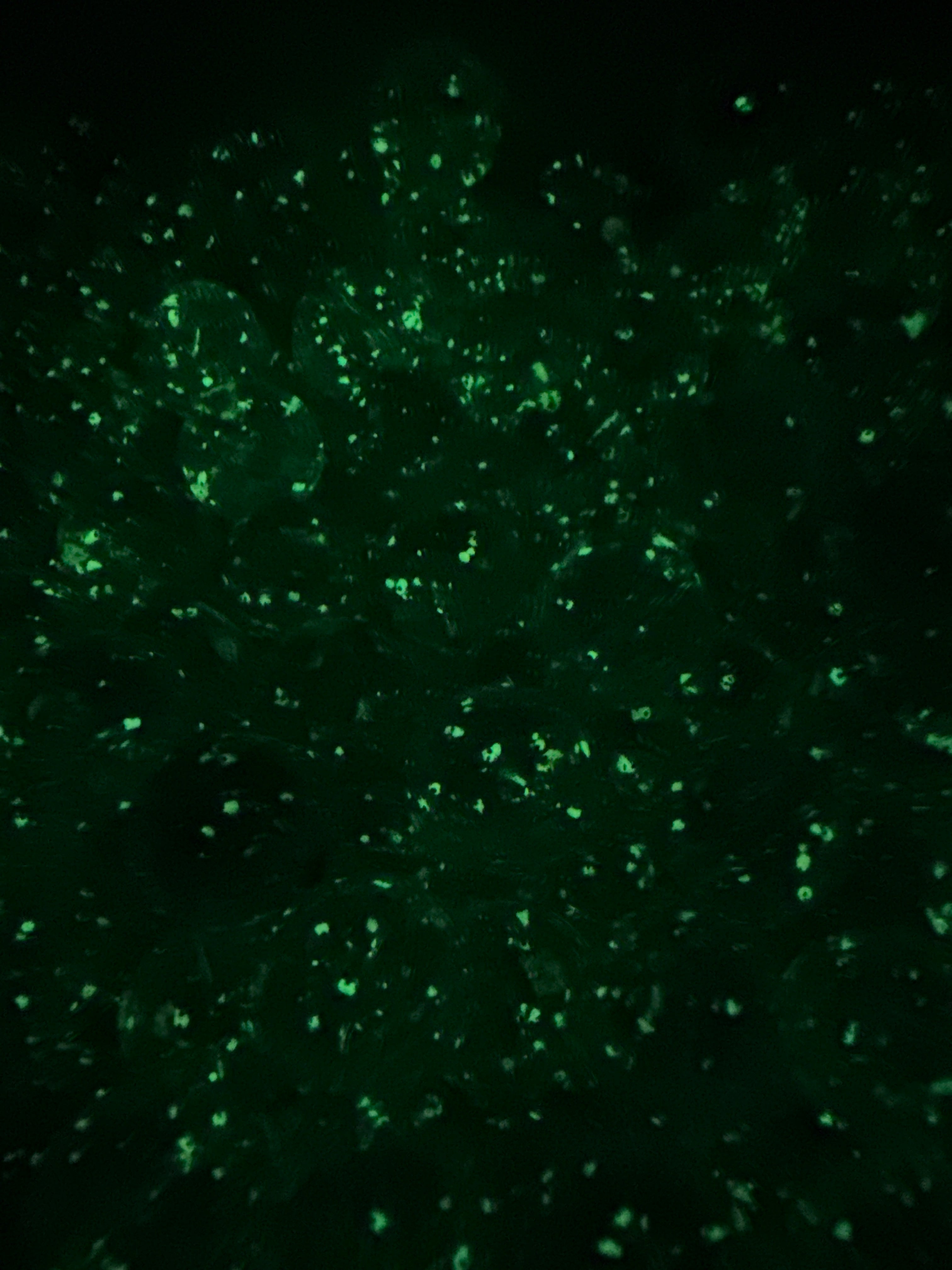 16mm Luminous Glitter Beads (single colors)